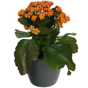 Kalanchoe naranja + Cubremaceta Antracita